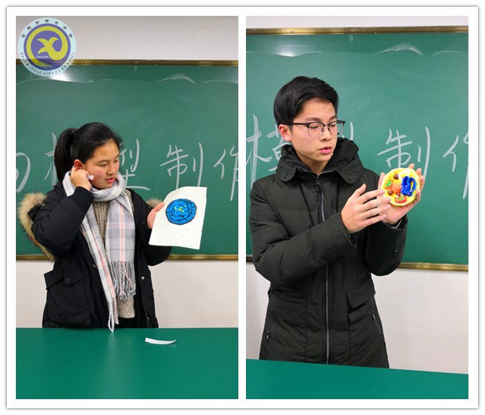 合肥七中2018届生物模型制作比赛成功举办(图3)
