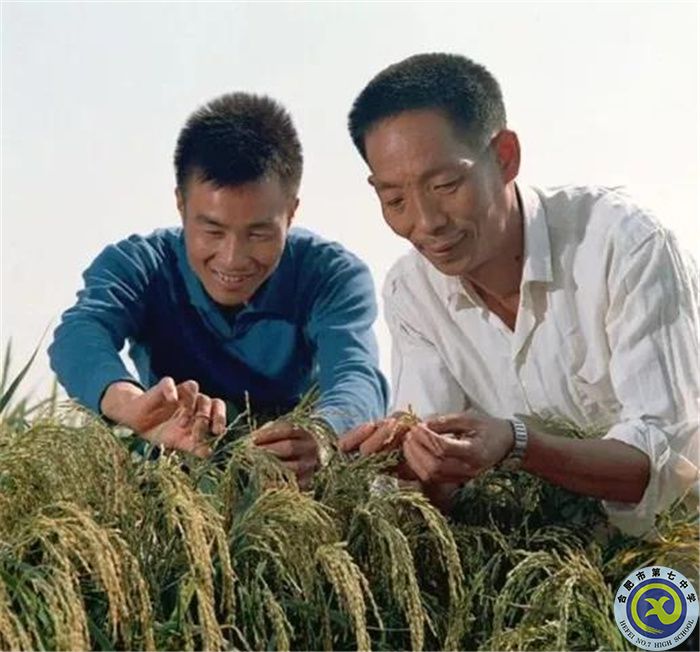△1976年袁隆平和同事李必湖在观察杂交水稻生长情况.jpg