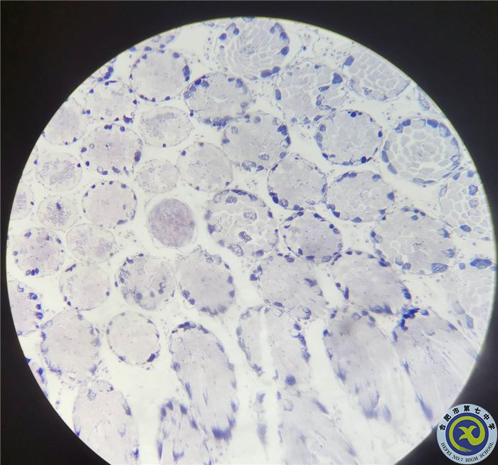 光学显微镜下的蝗虫精母细胞减数分裂装片.jpg