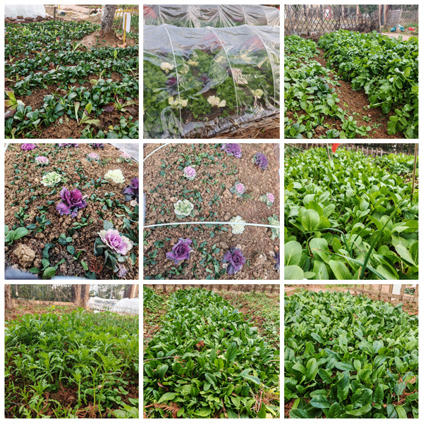 从播种到收获，七中少年在田埂上书写成长答卷(图4)