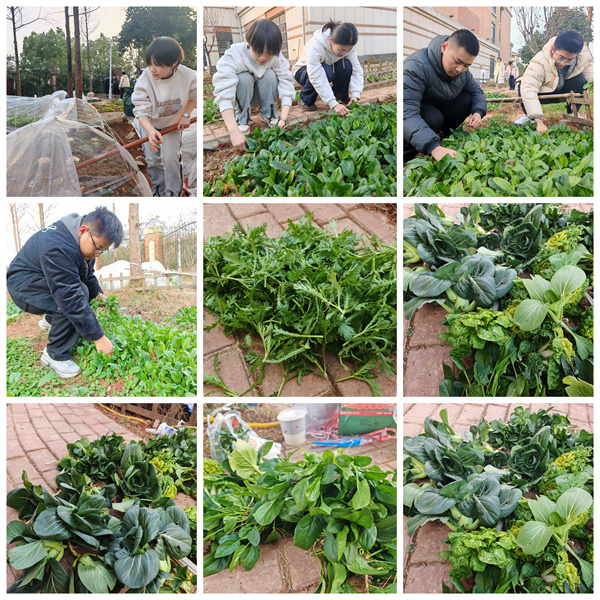 从播种到收获，七中少年在田埂上书写成长答卷(图2)