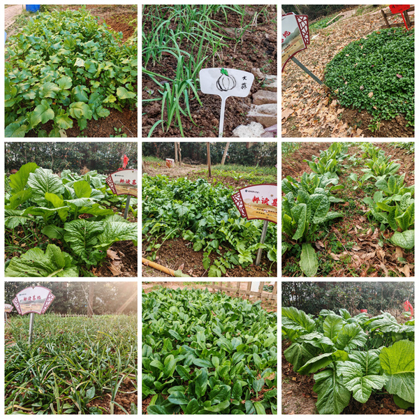 从播种到收获，七中少年在田埂上书写成长答卷(图1)