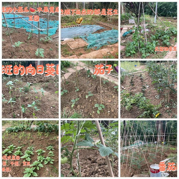 土豆辣椒齐“报到”,看七宝在田间地头种春天!(图4) 土豆辣椒齐“报到”,看七宝在田间地头种春天!(图4)